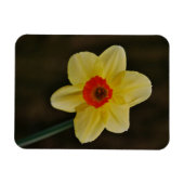 Daffodil Magnet マグネット (横)