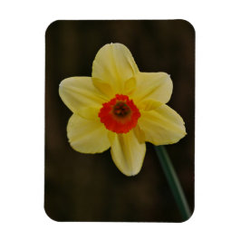Daffodil Magnet マグネット
