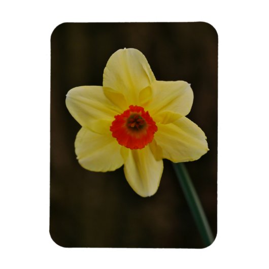 Daffodil Magnet マグネット (縦)