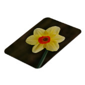 Daffodil Magnet マグネット (左側)