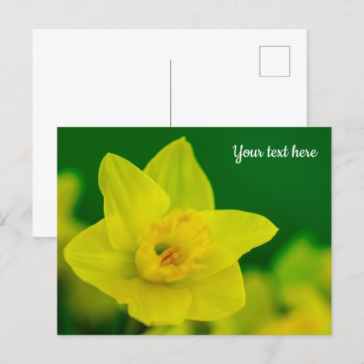 Daffodil Postcard ポストカード (正面/裏面)