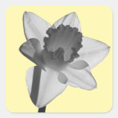 Daffodil Sticker スクエアシール (正面)