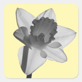 Daffodil Sticker スクエアシール