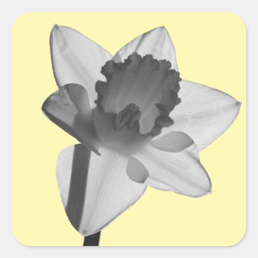 Daffodil Sticker スクエアシール (正面)