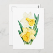 Daffodil Vintage Botanical Postcard ポストカード (正面/裏面)