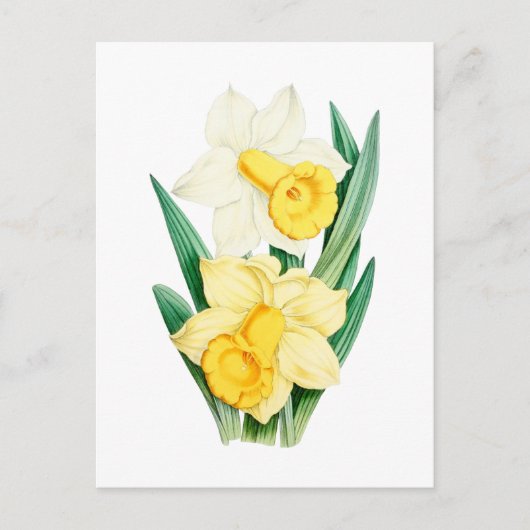 Daffodil Vintage Botanical Postcard ポストカード (正面)