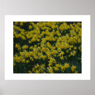 Daffodils  ポスター