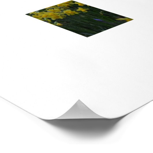 Daffodils  ポスター (角)