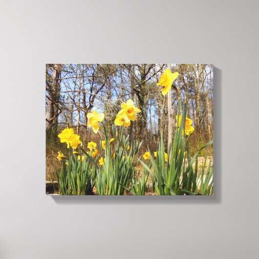 Daffodils at Easter Canvas Print キャンバスプリント (正面)