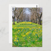 Daffodils at Greenwich, London UKポストカード ポストカード (正面/裏面)