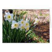 Daffodils By Brook Flower Photography Note Card (正面横)
