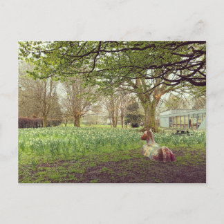 Daffodils in Limerick ポストカード