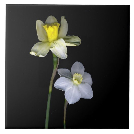 Daffodils Large (6" X 6")セラミック写真タイル タイル (正面)