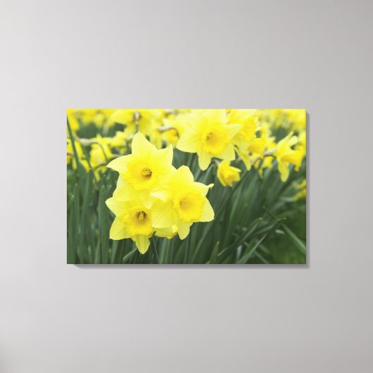 Daffodils RF) キャンバスプリント (正面)