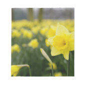 Daffodils(RF) ノートパッド (正面)