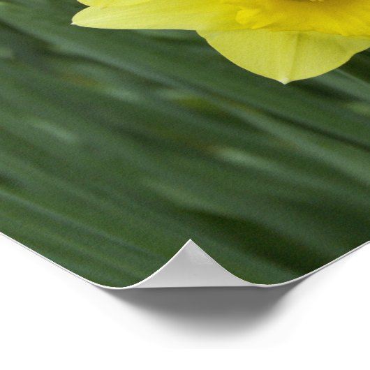 Daffodils RF) ポスター (角)