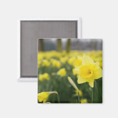 Daffodils(RF) マグネット (正面/裏面)