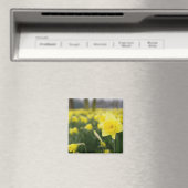 Daffodils(RF) マグネット (インサイチュ (食洗機))