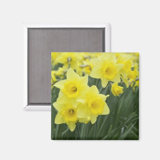 Daffodils RF) マグネット (正面/裏面)