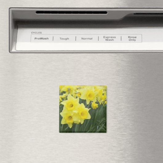 Daffodils RF) マグネット (インサイチュ (食洗機))