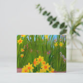 Daffodils: Susan Payne-Trutna ポストカード (スタンド正面)