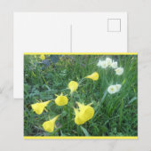 Daffodils White & Yellow Arctic Bells DIY Postcard シーズンポストカード (正面/裏面)