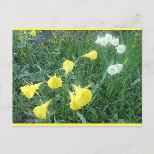 Daffodils White & Yellow Arctic Bells DIY Postcard シーズンポストカード (正面)
