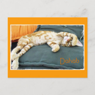 Dahab Cat Dazeポストカード ポストカード