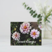 Dahlia Edge of Joy #1はがき ポストカード (スタンド正面)