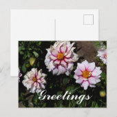 Dahlia Edge of Joy #1はがき ポストカード (正面/裏面)