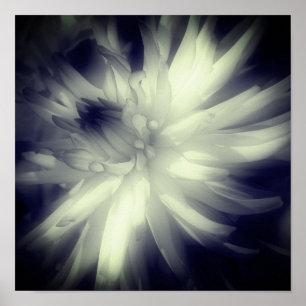 Dahlia Flower Black And White High Contrast ポスター
