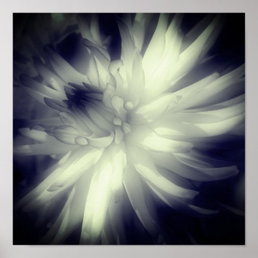 Dahlia Flower Black And White High Contrast  ポスター (正面)