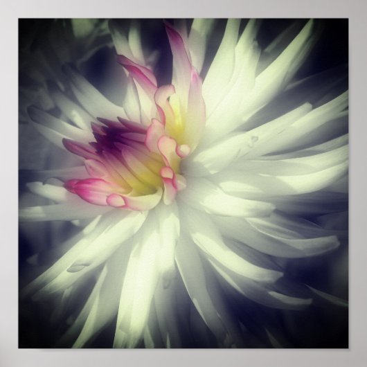 Dahlia Flower Black And White Partial Color  ポスター (正面)