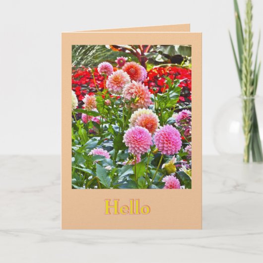 DAHLIA GARDEN/ PINK AND PEACH DAHLIAS/ "HELLO" カード (正面)