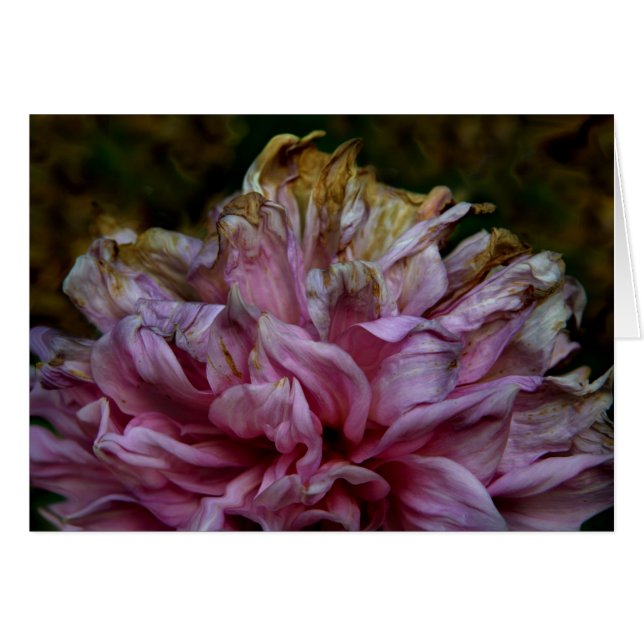 Dahliapast (正面横)