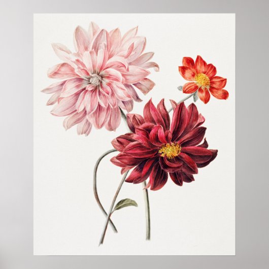Dahlias by Willem Hekking  ポスター (正面)