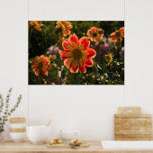 Dahlias、dahlia farm、Canby、オレゴン、アメリカ2 ポスター (キッチン)