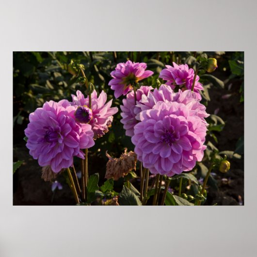 Dahlias、dahlia farm、Canby、オレゴン、アメリカ5 ポスター (正面)