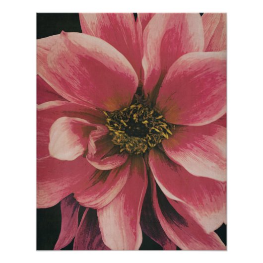 Dahlie ポスター (正面)