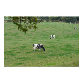 Dairy Cattle in the English Countryside フォトプリント