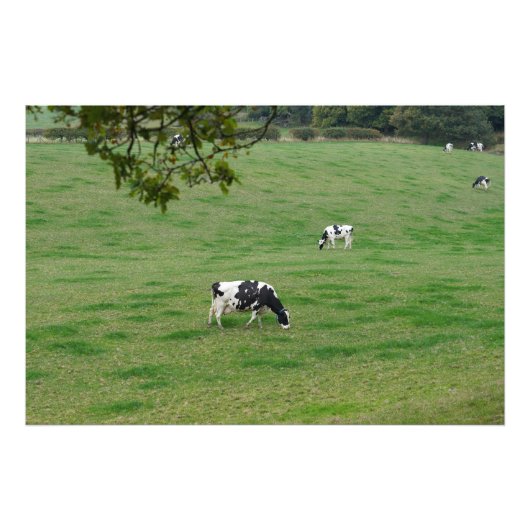 Dairy Cattle in the English Countryside フォトプリント (正面)