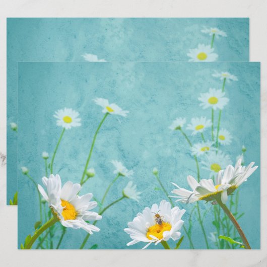 Daisies on a blue background (正面/裏面)
