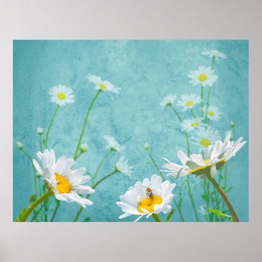 Daisies on a blue background ポスター (正面)