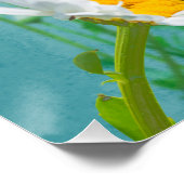 Daisies on a blue background ポスター (コーナー)