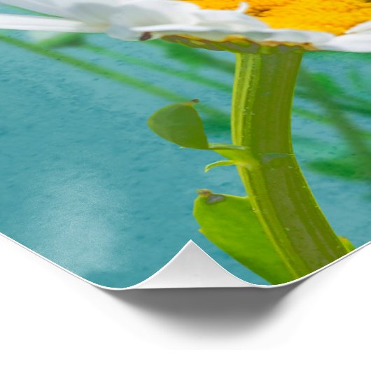 Daisies on a blue background ポスター (コーナー)