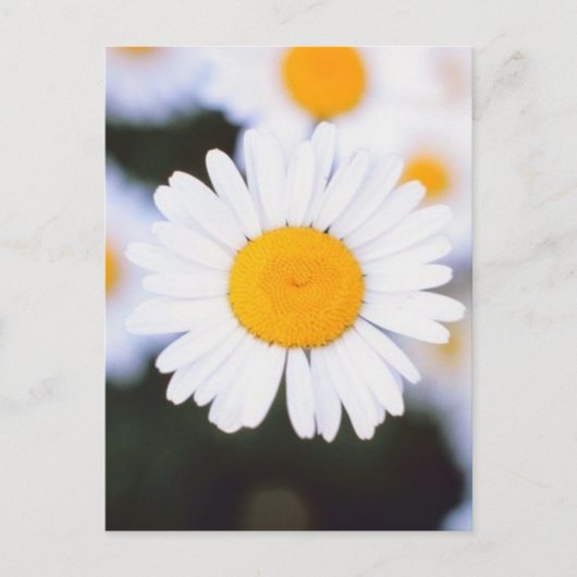 Daisiest Daisy ポストカード (正面)