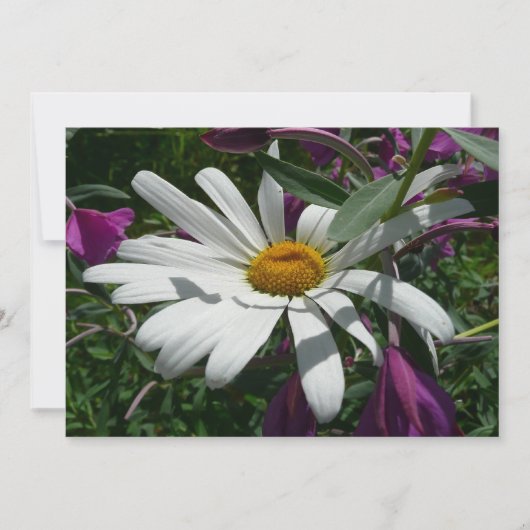 Daisy and Fireweed Wildflower カード (正面)