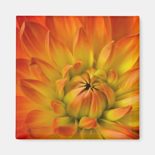 Dalhiaの花の写真でタイト マグネット (正面)