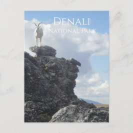 Dall Sheep Atop山ライト、Denali NP、アラスカ ポストカード
