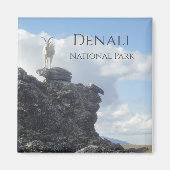 Dall Sheep Atop山Wright、Denali NP、アラスカ マグネット (正面)